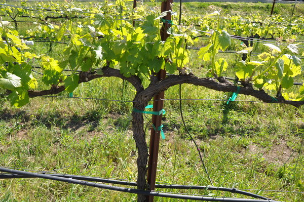 Vines are growing