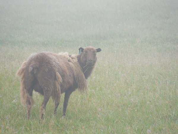 Sheep hiding in fog