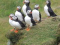 We saw Puffins!