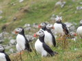 A few puffins in the huddle