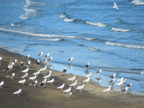 Gulls along seashore