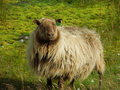 Sheep of Iceland