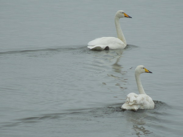 Swans a swimming