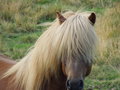 Long haired horses