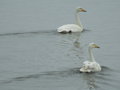Swans a swimming