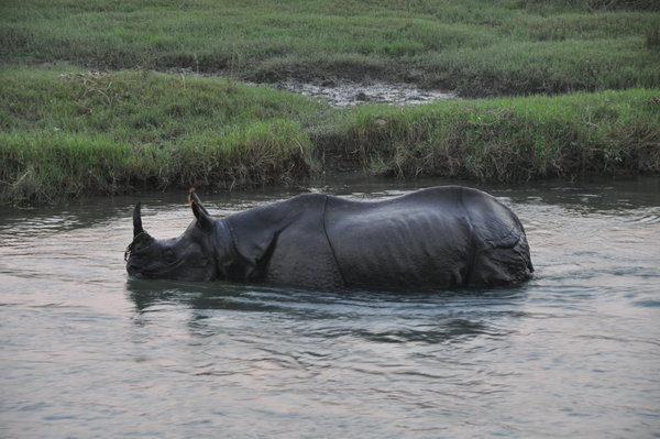 Rhino Resting- male