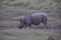 Rhino having lunch