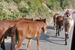 Horses in the road
