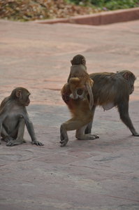 Roaming monkeys