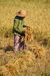Farming in Burma