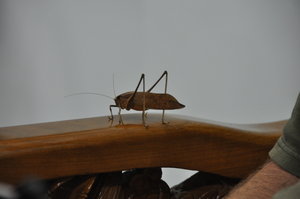 Big grasshopper