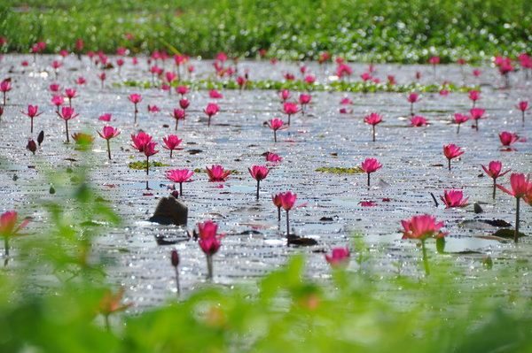 A field of lillies