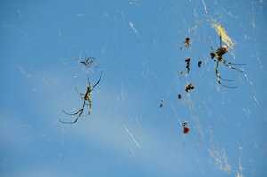 A few spiders
