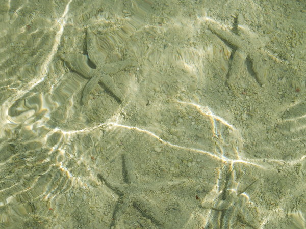 Star fish in shallow water