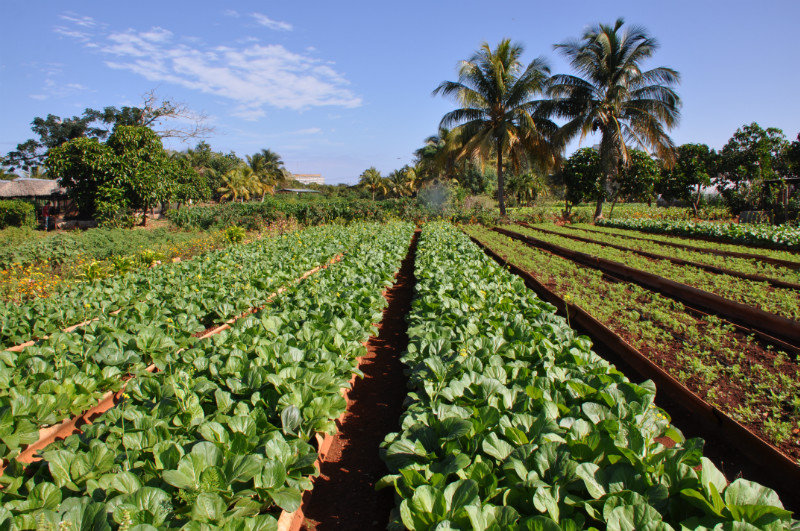 Organic farming in Cuba