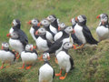 A party of puffins