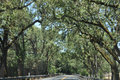 Tree lined highways