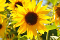 Sunflowers of Napa
