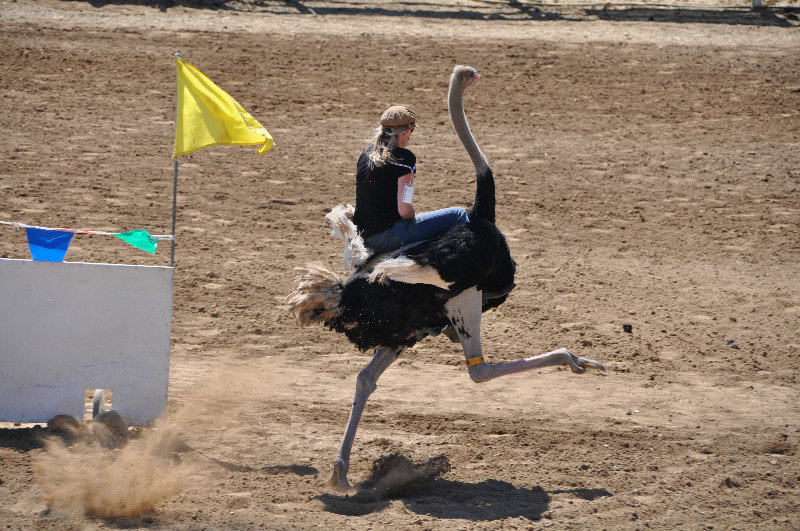 Ostrich races