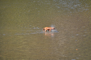 Dogs swimming