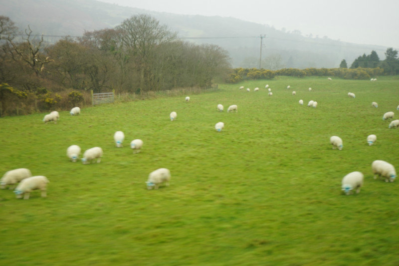 Local loagthan sheep