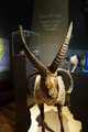 The ram with four horns