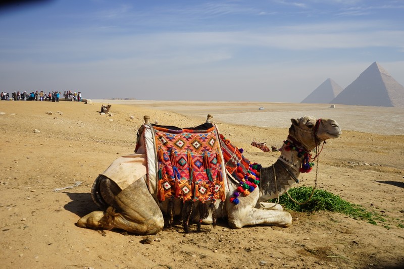 In search of the Travel Camel