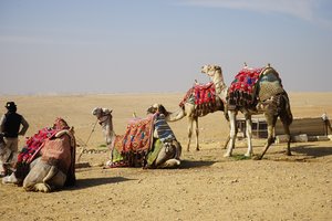 Camels in wait