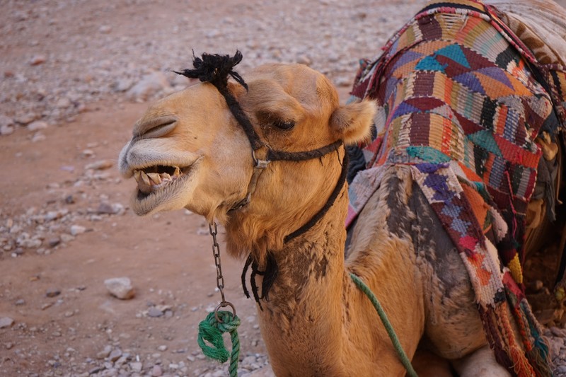 This camel is photo ready