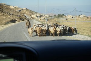 Goat herding