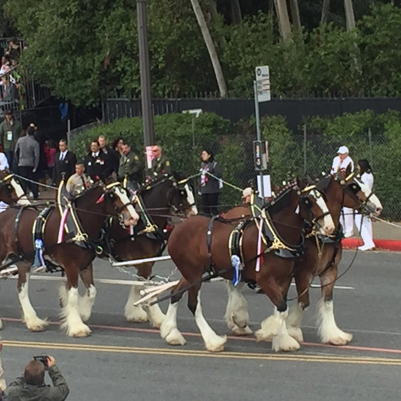 Clydesdales Strut...