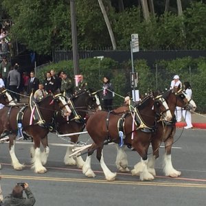 Clydesdales Strut...