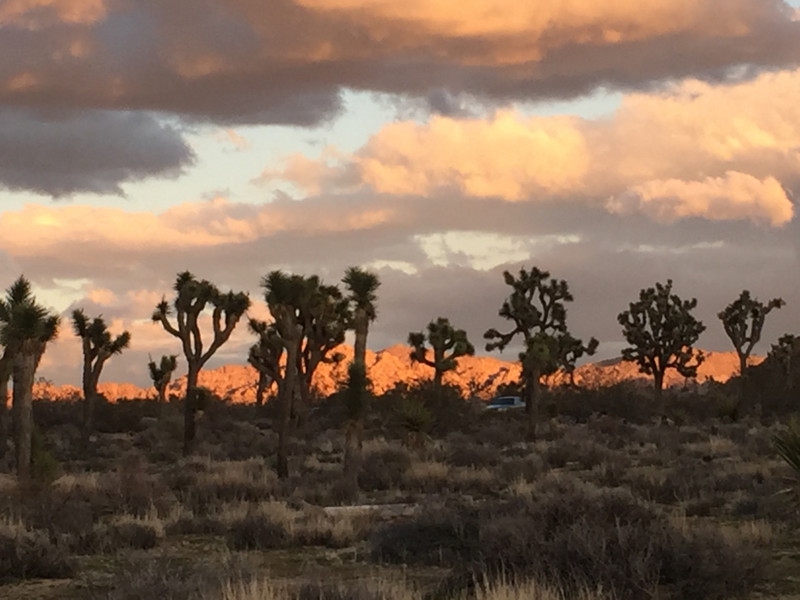 Silhouette in the Desert