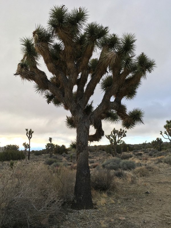 Yucca Brevifolia