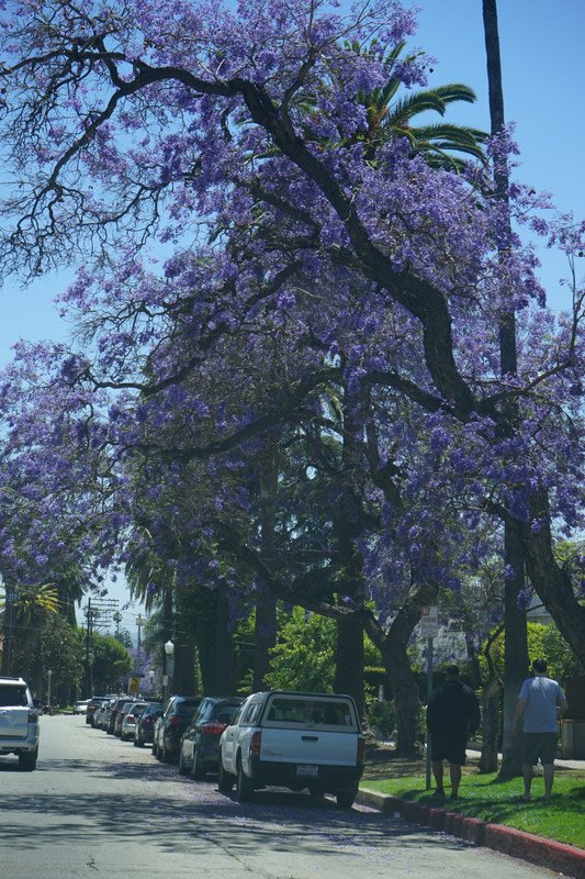 Jacaranda Trees Lining the Streets