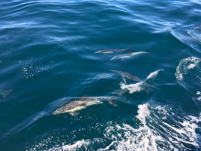 Dolphins swimming with us