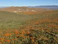 Antelope Valley Poppie Preserve