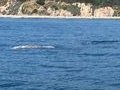 Gray Whale 