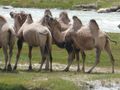 Camels along the Panj River