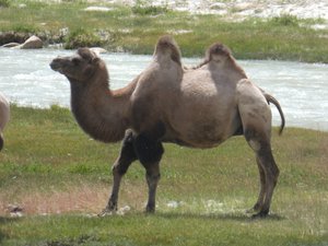In search of Camels