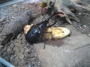 Monteverde beetle