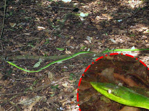 Snake... Rincon de la Vieja National Park