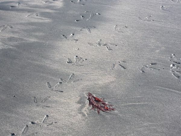 Oystercatcher footprints