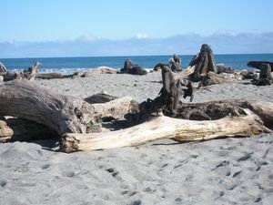 Driftwood on a beach near Punakaiki