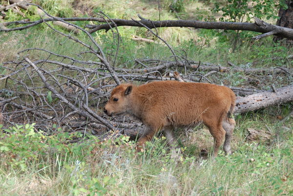 baby buffalo in Custer