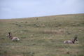 antelope in Custer