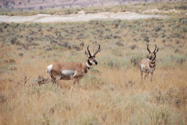 antelope at the campsite