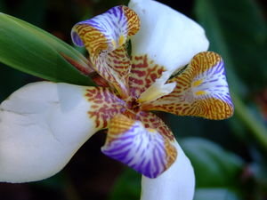 Beautiful Orchid!