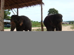 Our first glimpse of the elephants
