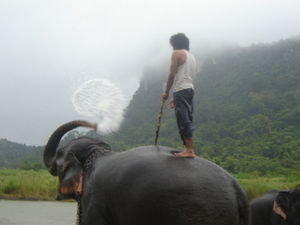 Elephant surfing
